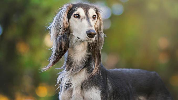 Салюки фото крупным планом