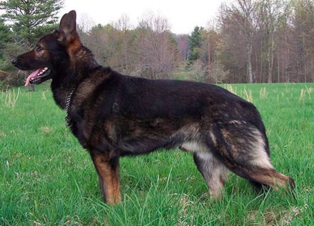 Как выглядят русские, юланские или сарлосские вольфхунды: характеристика породы