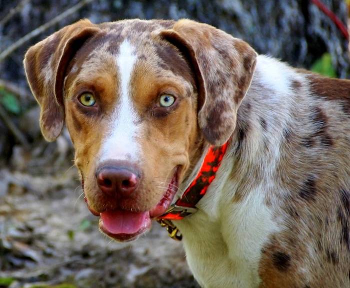 Характеристика леопардовых собак катахулы: особенности внешности и поведения