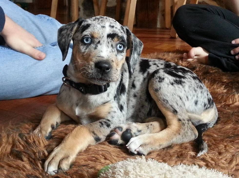 Характеристика леопардовых собак катахулы: особенности внешности и поведения