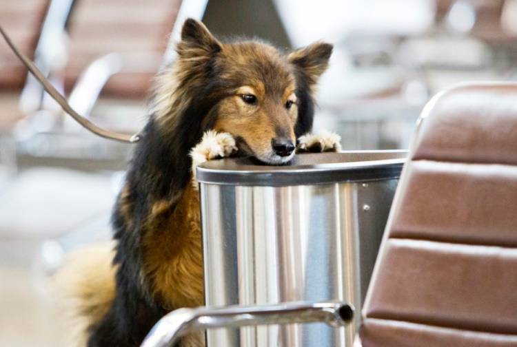 Как выглядят русские, юланские или сарлосские вольфхунды: характеристика породы