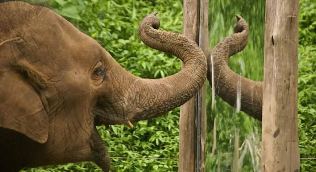 Интересные факты о слонах