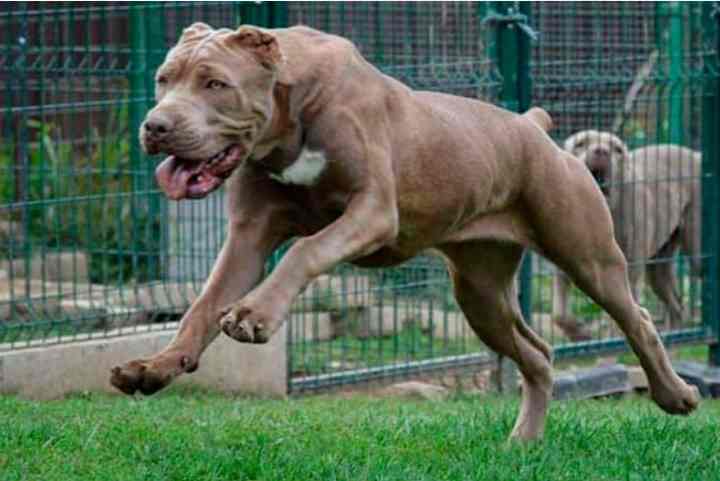 Особенности экстерьера современного американского бандога