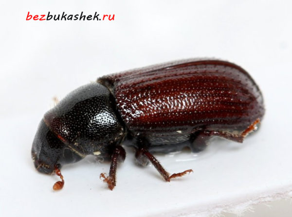 Большой сосновый лубоед