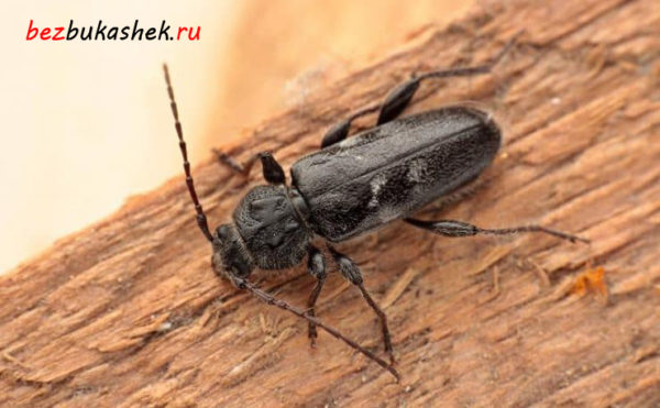 Домовой дровосек-короед