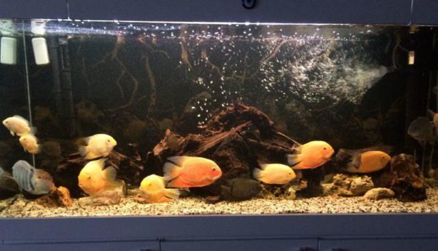 Цихлазомы северум в аквариуме Цихлазомы северум в аквариуме