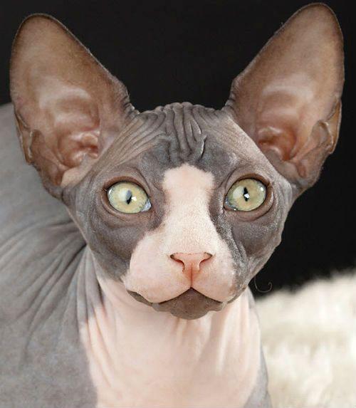 Как чистить глаза сфинксу