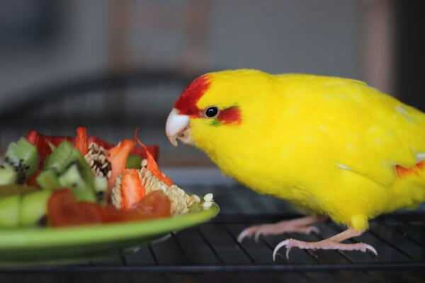 Какарики попугаи: содержание и разведение новозеландских попугаев