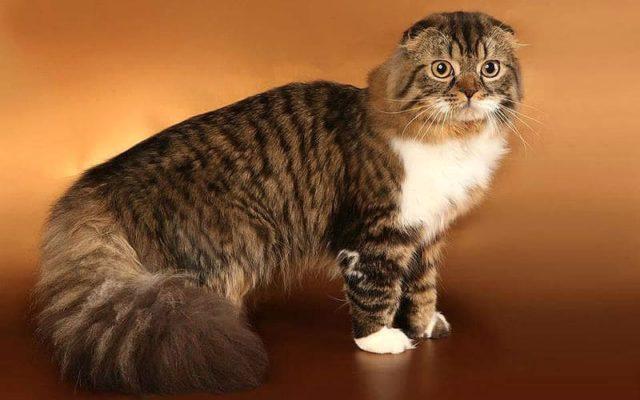 Клички для шотландских вислоухих кошек