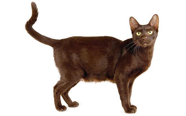 Кот с большими ушами - Гавана