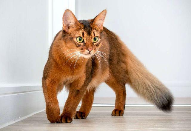 Кот с большими ушами – Сомали