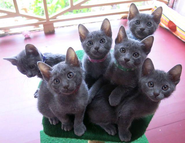 Котята породы корат
