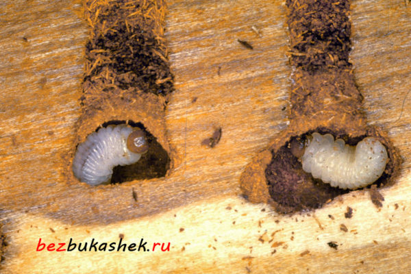 Личинки жука-короеда