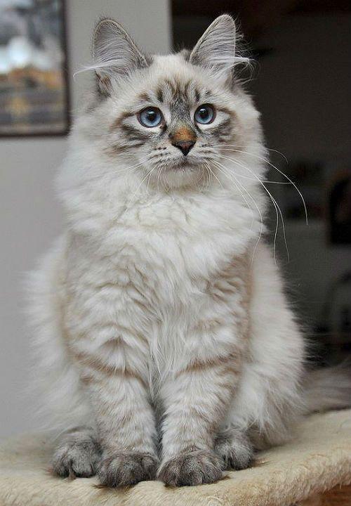 Невская маскарадная кошка - котенок