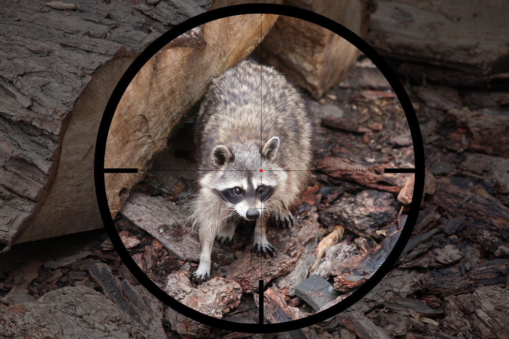 Опасность и враги енота полоскуна Опасность и враги енота полоскуна