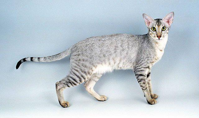 Ориентальная кошка — вид сбоку