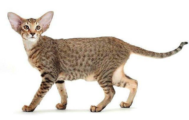 Ориентальная пятнистая кошка