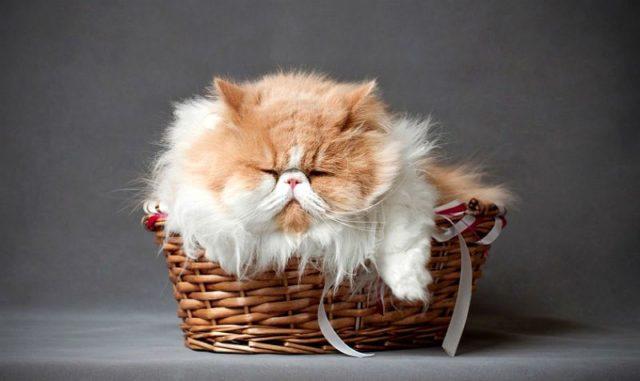 Персидский кот в корзине