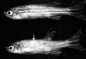Плейстофороз у рыбок данио