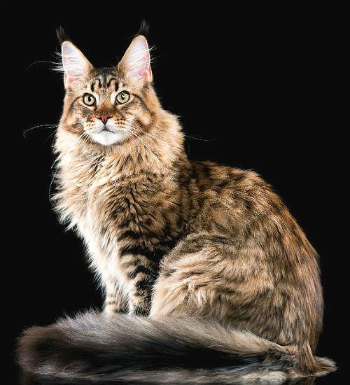 Порода мейн-кун – экстерьер