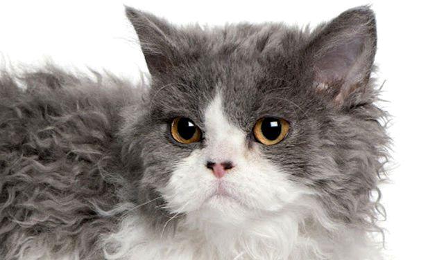 Кот с большими ушами – кот-пудель