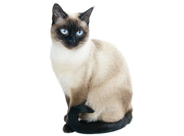 Кошка с большими ушами – сиамская