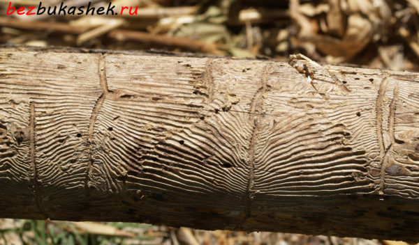 Следы короеда в дереве