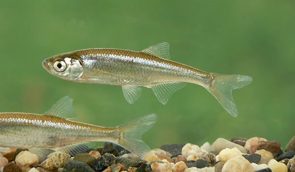 Фото: Пара уклеек