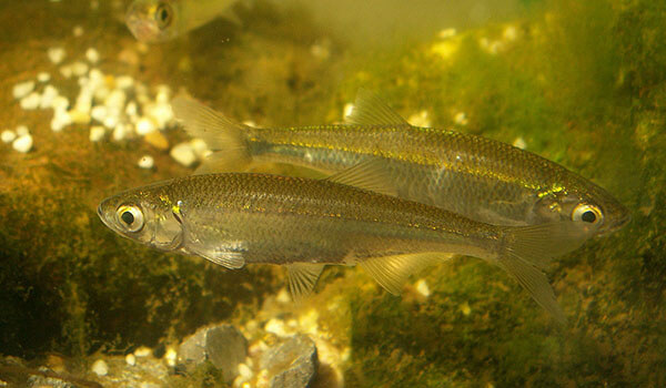 Фото: Рыба уклейка