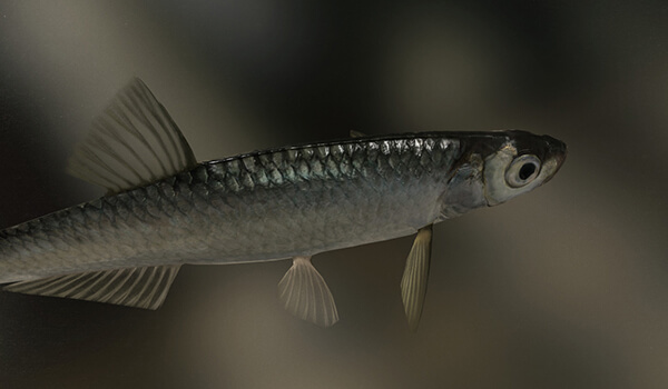 Фото: Рыба уклейка