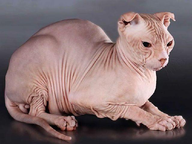 Кот с большими ушами – левша