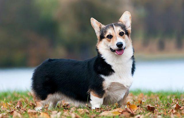 Темный вельш-корги пемброк