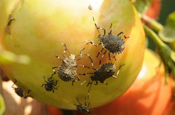 Ущерб от клопов-вонючек