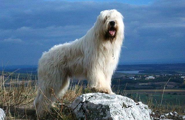 Собака породы Южнорусская овчарка