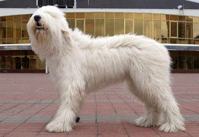 Южнорусская овчарка - экстерьер