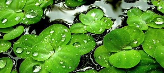 Ряска Ряска