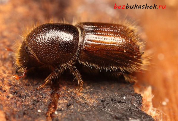 Жук-типограф