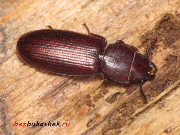 Жук-точильщик