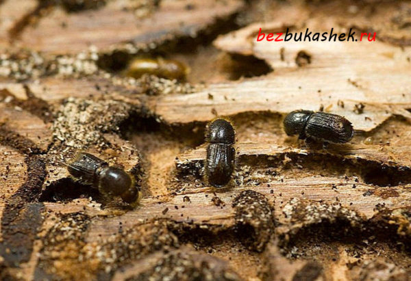 Жуки-короеды проделывают ходы в дереве