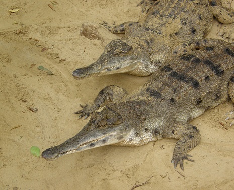 Растительный мир Африки: список редких представителей флоры и фауны, эндемики африканского континента