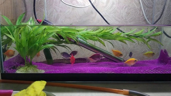 аквариум с тернециями