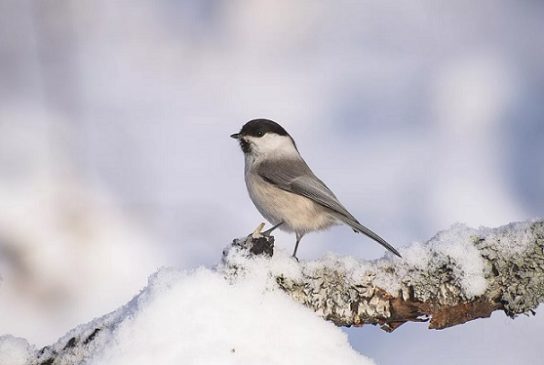 Гаички и интересные факты о них