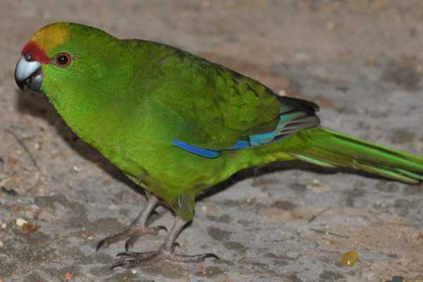 Какарики попугаи: содержание и разведение новозеландских попугаев