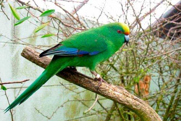 Какарики попугаи: содержание и разведение новозеландских попугаев