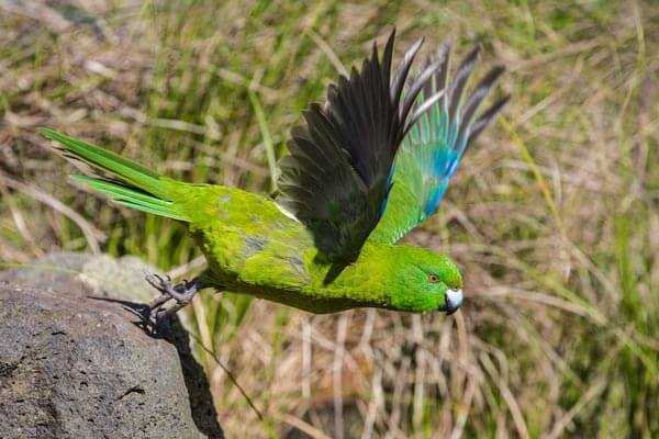 Какарики попугаи: содержание и разведение новозеландских попугаев