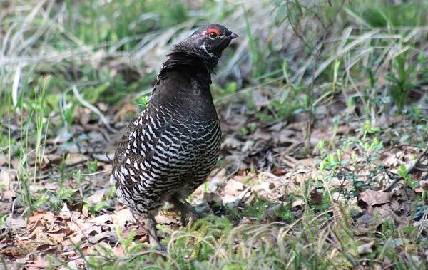 Дикуша-птица-Описание-особенности-образ-жизни-и-среда-обитания-11