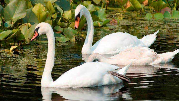 Ареал, места обитания