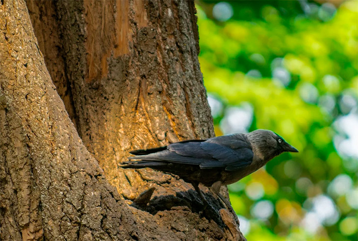 Размеры и цветовые особенности
