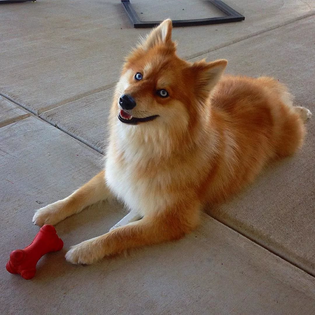 красное облако помпона