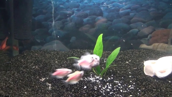 икра тернеции карамелька